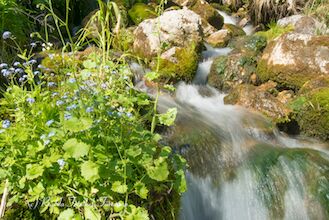 Wasser